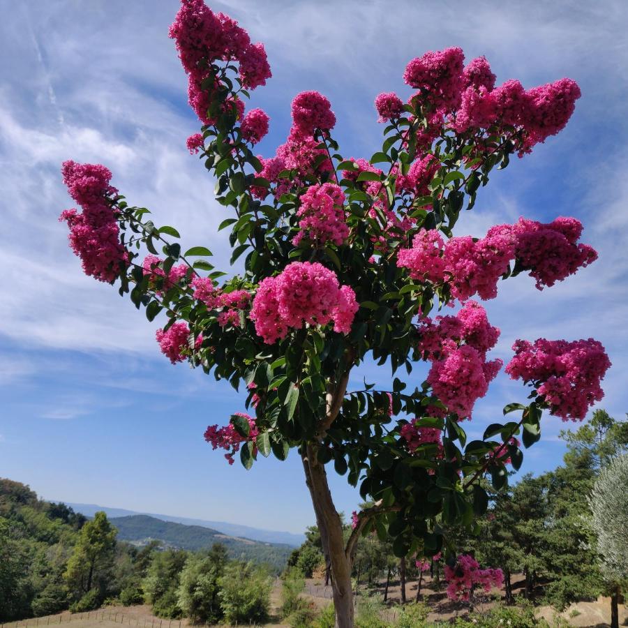 Chambre Double En Pleine Nature "La Clairiere De L'Ange" Peyrins Esterno foto
